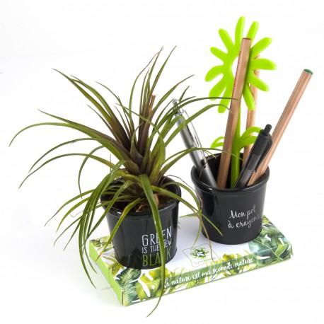 Duo de pots à crayons avec plante grasse fabriqué en 🇫🇷