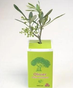 Petit plant d'olivier en cube carton imprimé fabriqué en 🇫🇷