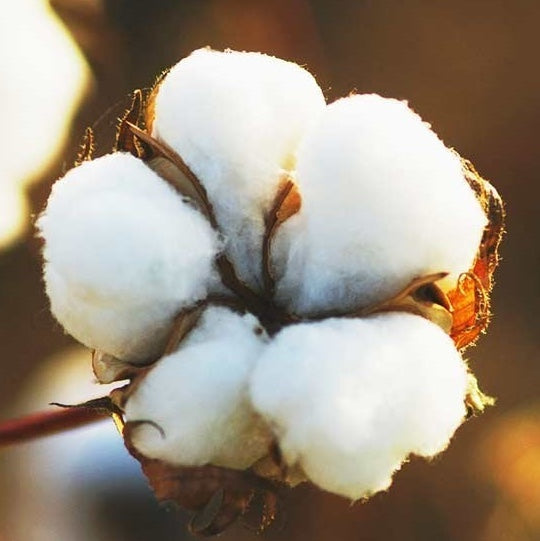 Objets publicitaires et cadeaux d'entreprise en coton Bio