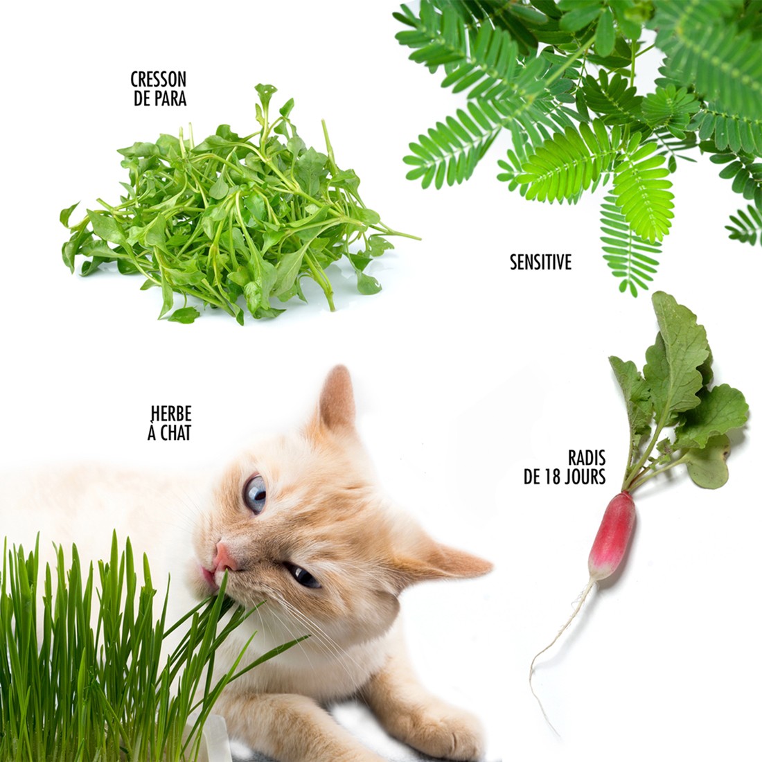 Coffret 52 sachets de graines Radis et Capucine® fabrication France 🇫🇷