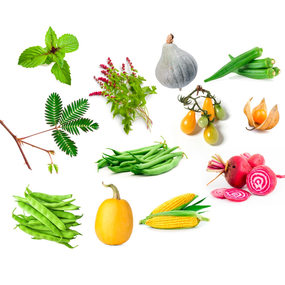 Coffret de 12 légumes insolites Radis et Capucine® fabrication France 🇫🇷