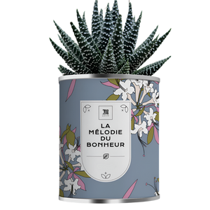 Aloé vera en pot métal personnalisable - Le Cadeau Français