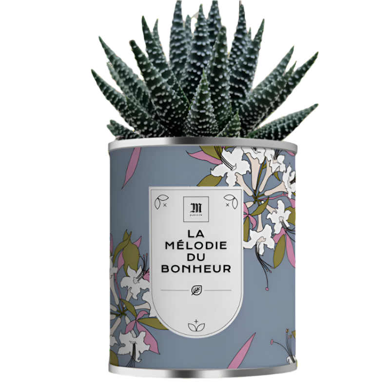 Aloé vera en pot métal personnalisable - Le Cadeau Français