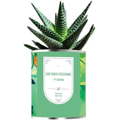 Aloe vera en pot métal personnalisé INEXTENSO OCCITANIE - Le cadeau Français