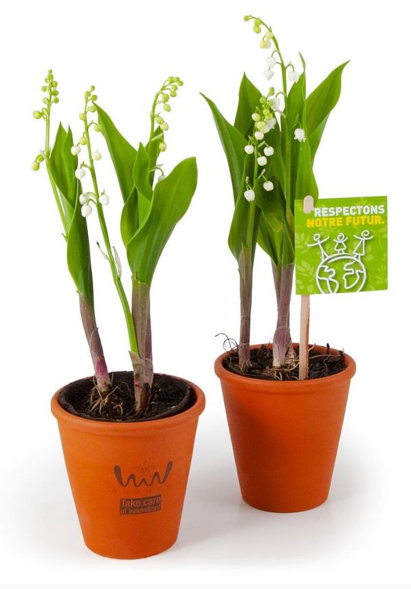 Muguet en pot personnalisé