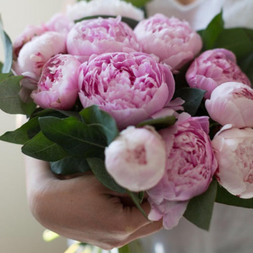 Bouquet de 5 pivoines