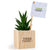 Plante Haworthia avec cache-pot en bois personnalisée fabrication France 🇫🇷