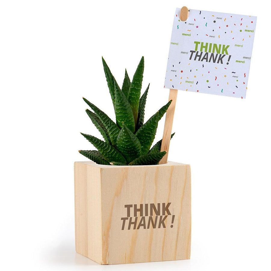 Plante Haworthia avec cache-pot en bois personnalisée fabrication France 🇫🇷