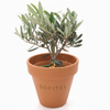 Plant d'olivier en pot 12 x 25 cm origine France 🇫🇷
