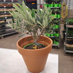 Plan d'olivier en pot terre cuite - Le Cadeau Français