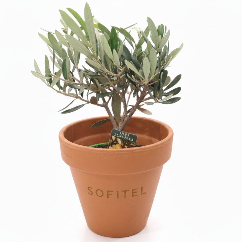 Plant d'olivier en pot 12 x 25 cm origine France 🇫🇷