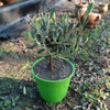 Plant d'olivier en pot 12 x 25 cm origine France 🇫🇷