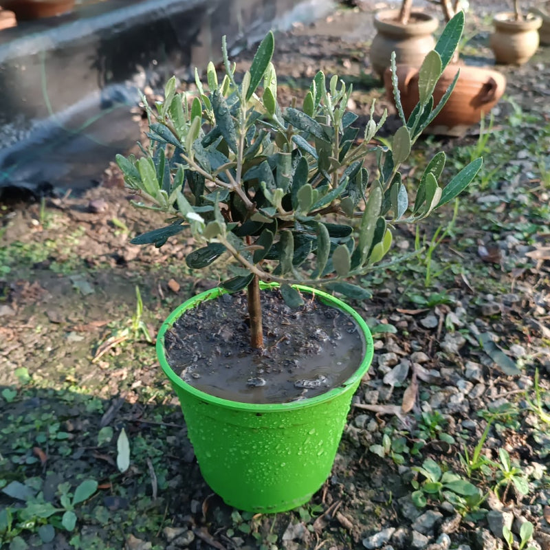 Plant d'olivier en pot 12 x 25 cm origine France 🇫🇷