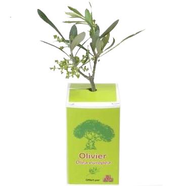 Petit plant d'olivier en cube carton imprimé personnalisé