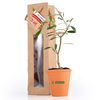 Plant d'Olivier en pot terre et sac prestige kraft personnalisé