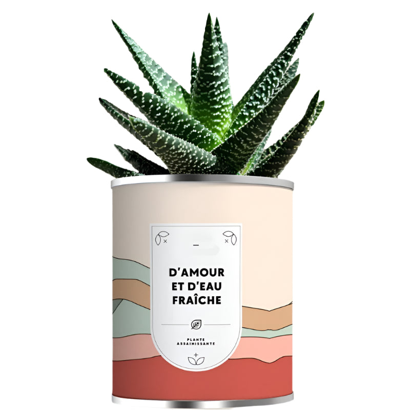 Aloé vera en pot métal personnalisable - Le Cadeau Français