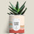 Aloé vera ou cactus en pot métal personnalisable