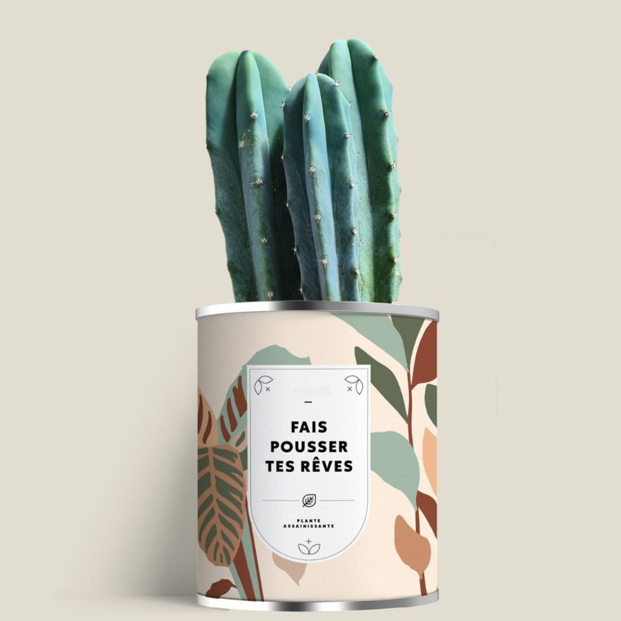 Plante (cactus ou aloé) personnalisable