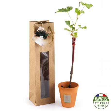 Cep de vigne en pot terre cuite et sac kraft prestige brun personnalisé