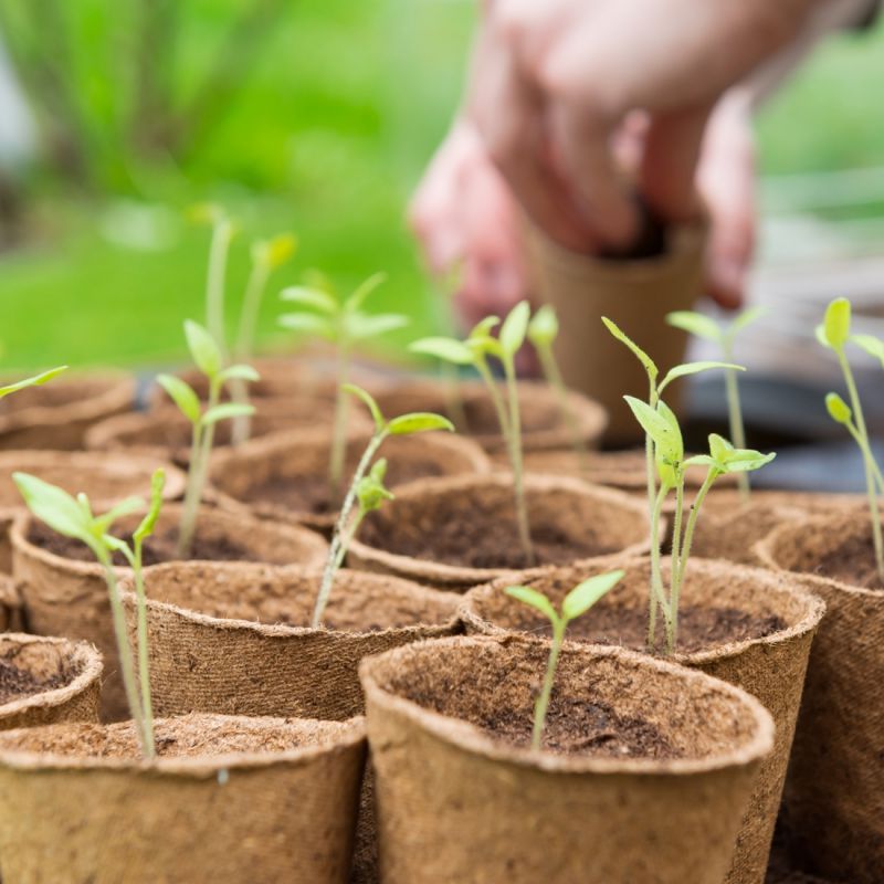 Coffret 12 sachets d'aromates Radis et Capucine®