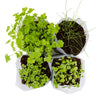 Mini potager 4 aromates Bio Radis et Capucine®