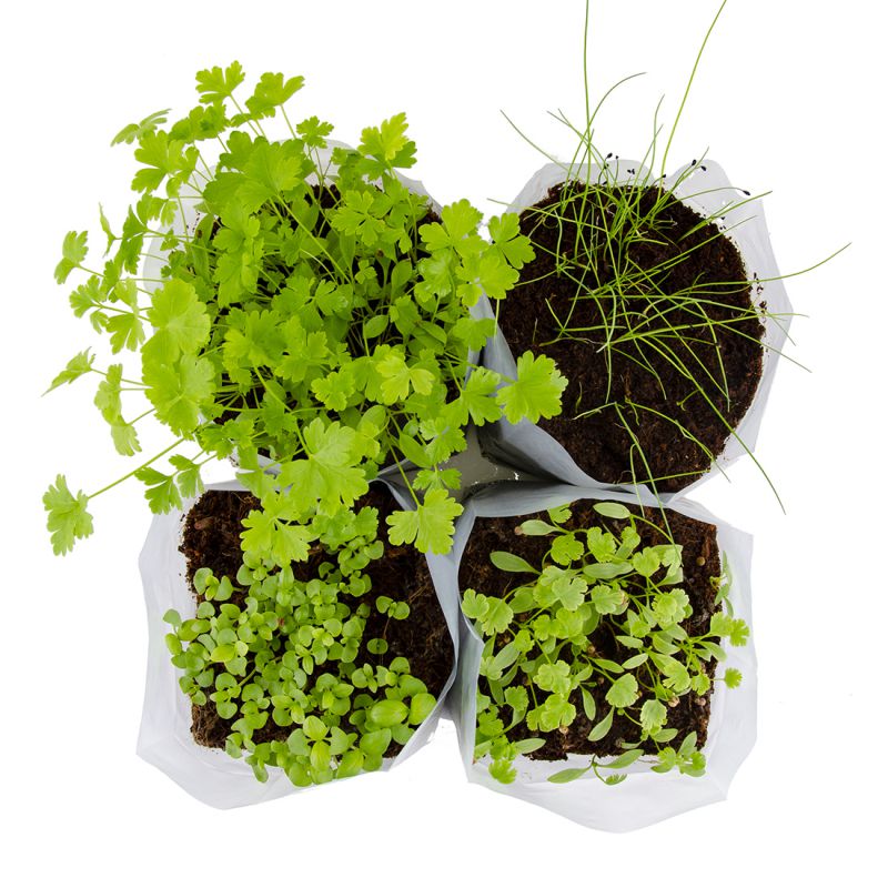 Mini potager 4 aromates Bio Radis et Capucine®