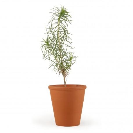 Petit plant de pin en pot terre cuite personnalisé