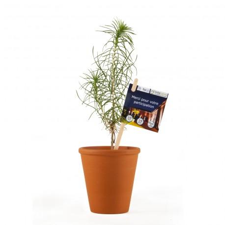 Petit plant de pin en pot terre cuite personnalisé