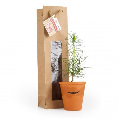 Petit plant de pin en pot terre et sac kraft brun personnalisé