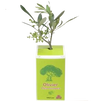Petit plant d'olivier en cube carton imprimé