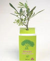 Petit plant d'olivier en cube carton imprimé