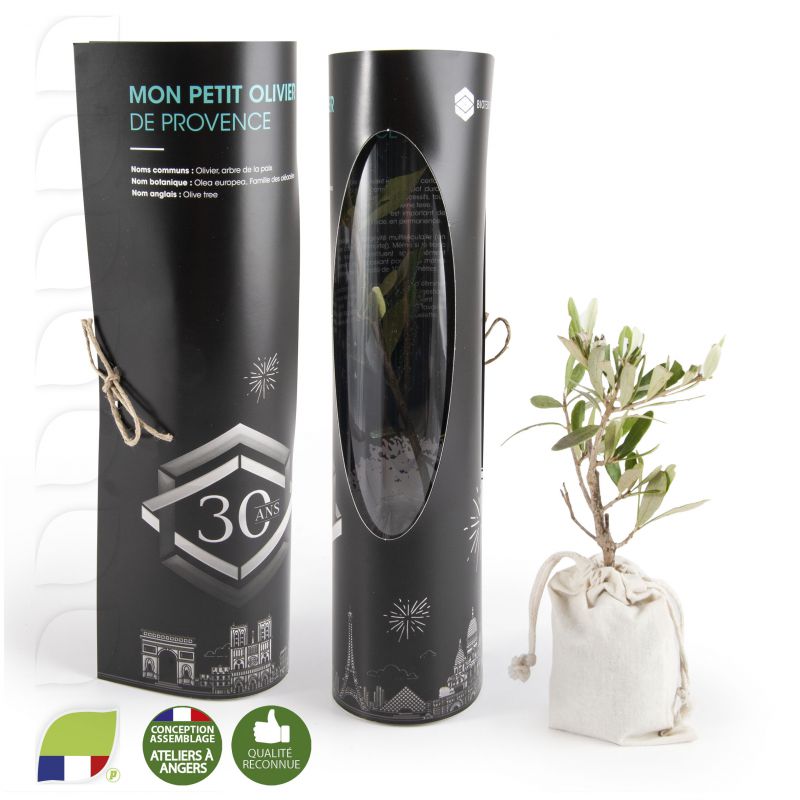 Plant d'Olivier en écrin rond personnalisé