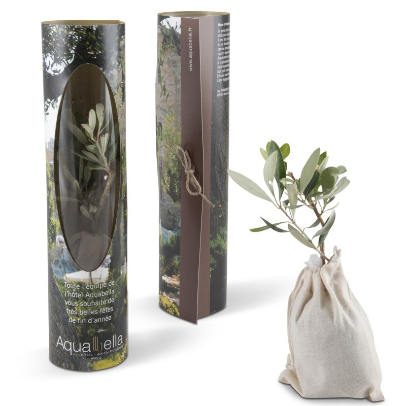 Plant d'Olivier en écrin rond personnalisé