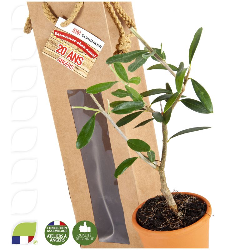 Plant d'Olivier en pot terre et sac prestige kraft personnalisé