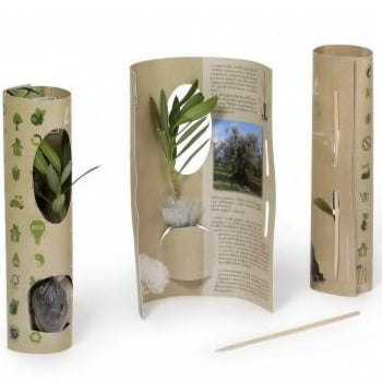 Plant d'Olivier en écrin rond personnalisé